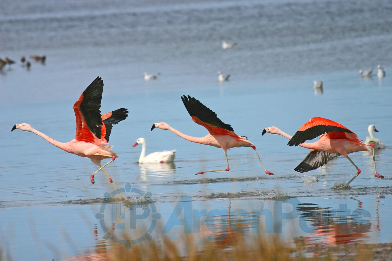 islas puerto bahia blanca